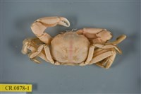 藏品(長手隆背蟹)的圖片